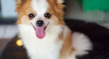 Chihuahua и spitz смес: описание на породата на кучетата
